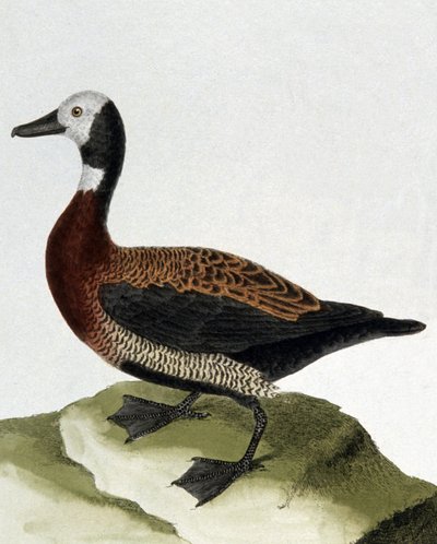 Kachna z Maragnanu od Francois Nicolas Martinet