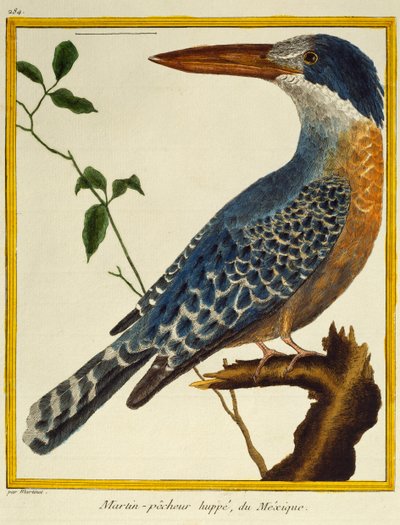 Ledňáček říční (Megaceryle maxima), z Natural History of Birds od Francois Nicolas Martinet