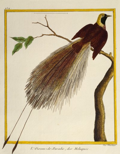 Velký pták ráje (Paradisaea apoda), z Natural History of Birds od Francois Nicolas Martinet