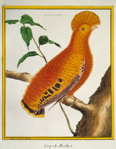 Guianan Cock-of-the-rock (Rupicola rupicola), z Natural History of Birds od Francois Nicolas Martinet