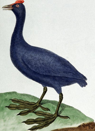 Madagaskar od Francois Nicolas Martinet