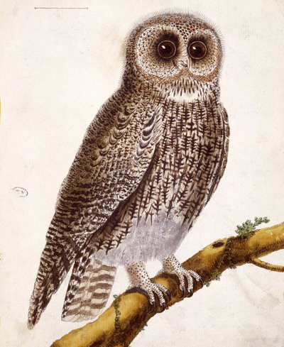 Sova, z „Histoire Naturelle des Oiseaux“ od Georgese de Buffona (1707-88), vydaného v roce 1777 od Francois Nicolas Martinet