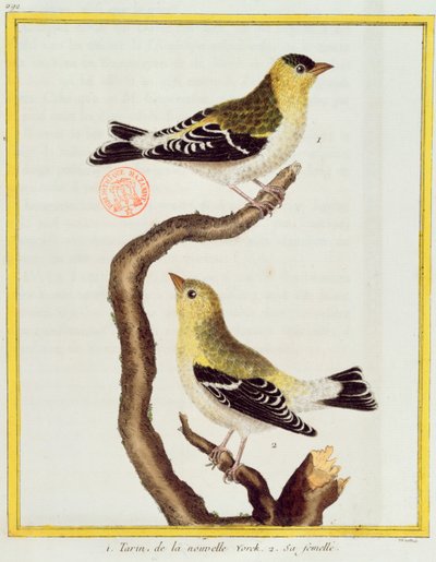 Pair of siskins, z „Histoire Naturelle des Oiseaux“ od Georgese de Buffona (1707-88), vydaného v roce 1777 od Francois Nicolas Martinet