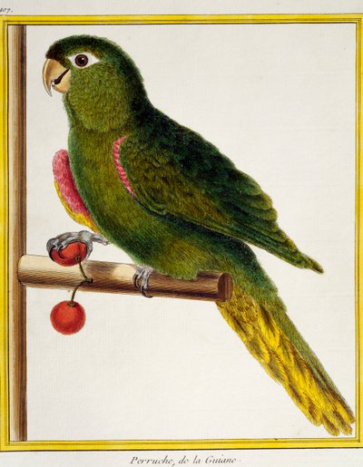Ara rudoramenný (Diopsittaca nobilis), z Natural History of Birds od Francois Nicolas Martinet