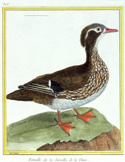 Věda. zoologie. Teal čínská. Rytina Francoise Nicolase Martineta v: Natural History of Birds, Georges Louis Leclerc de Buffon, Francie, kolem roku 1777 (barevná rytina) od Francois Nicolas Martinet
