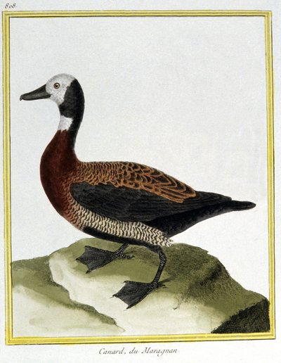 Věda. zoologie. Euroasijský Wigeon. Rytina Francoise Nicolase Martineta v: Natural History of Birds, Georges Louis Leclerc de Buffon, Francie, kolem roku 1777 (barevná rytina) od Francois Nicolas Martinet