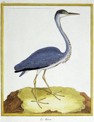 Věda. zoologie. Volavka. Rytina Francoise Nicolase Martineta v: Natural History of Birds, Georges Louis Leclerc de Buffon, Francie, kolem roku 1777 (barevná rytina) od Francois Nicolas Martinet