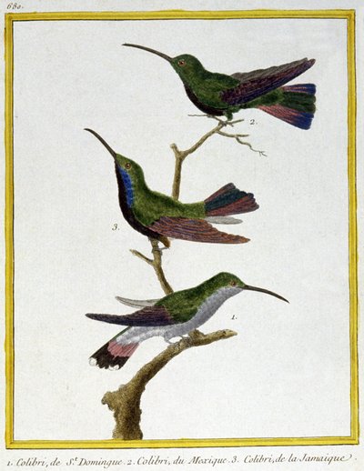 Věda. zoologie. Kolibřík ze Santo Dominga, Mexika a Jamajky. Rytina Francoise Nicolase Martineta v: Natural History of Birds, Georges Louis Leclerc de Buffon, Francie, kolem roku 1777 (barevná rytina) od Francois Nicolas Martinet