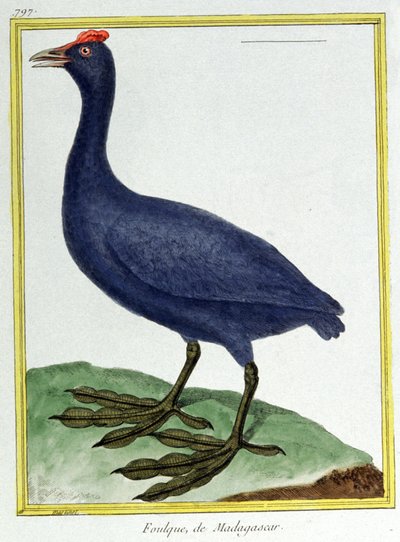 Věda. zoologie. Červené knoflíkové houkání (z Madagaskaru). Rytina Francoise Nicolase Martineta v: Natural History of Birds, Georges Louis Leclerc de Buffon, Francie, kolem roku 1777 (barevná rytina) od Francois Nicolas Martinet