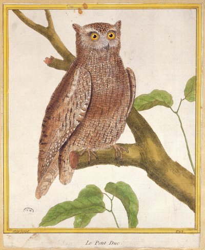 Scops Owl, z 