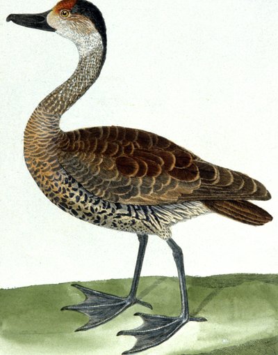 Závěsný od Francois Nicolas Martinet