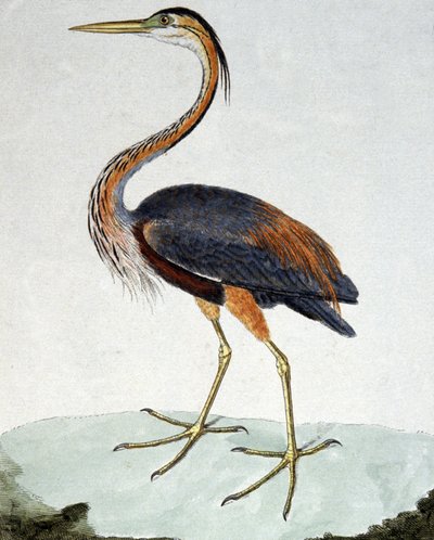 Volavka fialová od Francois Nicolas Martinet