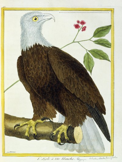Orel bělohlavý, kolem 1770-1786 od Francois Nicolas Martinet