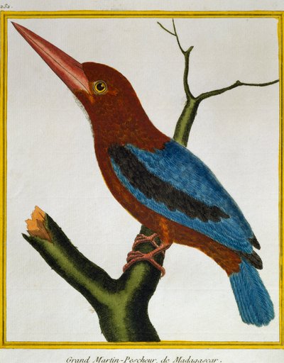 Ledňáček říční (Halcyon smyrnensis), z Natural History of Birds od Francois Nicolas Martinet