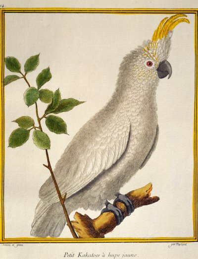 Kakadu žlutolící (Cacatua sulphurea), z Přírodní historie ptáků od Francois Nicolas Martinet