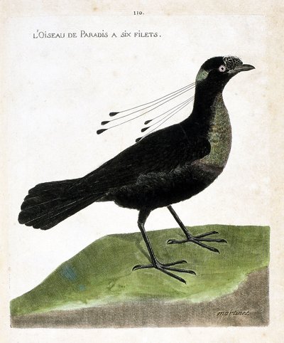 Zoologická tabule (ornitologie): rajka má šest sítí (wahnes paradise nebo wahnesi patoria). Ilustrace v „Dějiny ptáků, malované v jejich vzhledu a citlivých aspektech“ od Francoise Nicolase Martineta (1731-1800). Soukromá sbírka. od Francois Nicolas Martinet