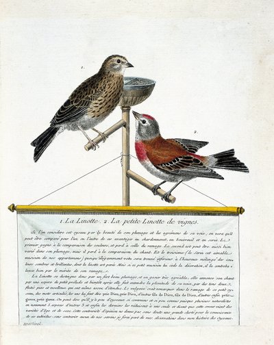 Zoologická tabule (ornitologie): shora dolů: Linota (melodická linota) a malá linota vinné révy (carduelis cannabina) na bidélku. Ilustrace v „Dějiny ptáků, malované v jejich vzhledu a citlivých aspektech“ od Francoi od Francois Nicolas Martinet