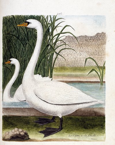 Zoologická tabule (ornitologie): vpředu: labuť a za její samicí (labuť hlízová nebo cygnus olor). Ilustrace v „Dějiny ptáků, malované v jejich vzhledu a citlivých aspektech“ od Francoise Nicolase Martineta (1731-1800). Soukromá sbírka. od Francois Nicolas Martinet