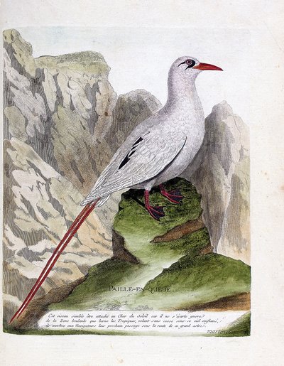 Zoologická rada (ornitologie): ocasní sláma (slaměný nebo červenovláknitý phaeton nebo rubricauda). Ilustrace v „Dějiny ptáků, malované v jejich vzhledu a citlivých aspektech“ od Francoise Nicolase Martineta (1731-1800). Soukromá sbírka. od Francois Nicolas Martinet