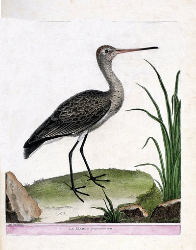 Zoologická rada (ornitologie): samotná bárka (černoocasá bárka nebo limosa limosa). Ilustrace v „Dějiny ptáků, malované v jejich vzhledu a citlivých aspektech“ od Francoise Nicolase Martineta (1731-1800). Soukromá sbírka. od Francois Nicolas Martinet