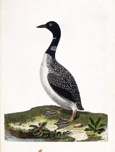 Zoologická rada (ornitologie): velký bodový ponor (imstrand diving nebo gavia immer). Ilustrace v „Dějiny ptáků, malované v jejich vzhledu a citlivých aspektech“ od Francoise Nicolase Martineta (1731-1800). Soukromá sbírka. od Francois Nicolas Martinet