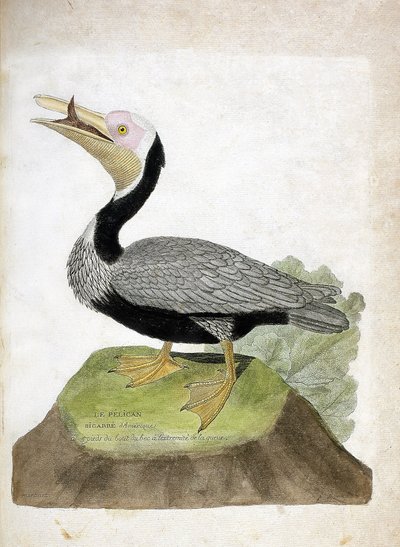 Zoologická mapa (ornitologie): Pelikán velký americký (Pelican brown nebo pelecanus occidentalis). Ilustrace v „Dějiny ptáků, malované v jejich vzhledu a citlivých aspektech“ od Francoise Nicolase Martineta (1731-1800). Soukromá sbírka. od Francois Nicolas Martinet