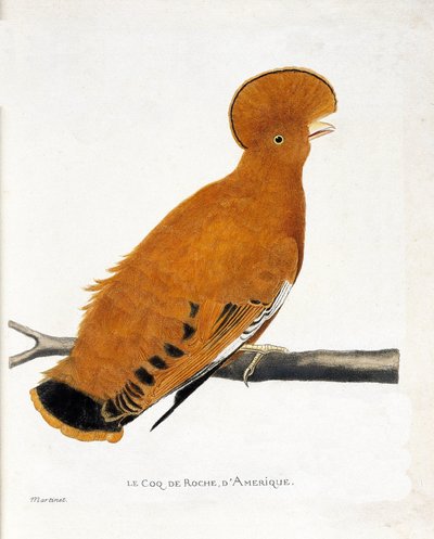 Zoologická mapa (ornitologie): Americký skalní kohout (oranžový kohout nebo rupicola rupicola) na větvi od Francois Nicolas Martinet
