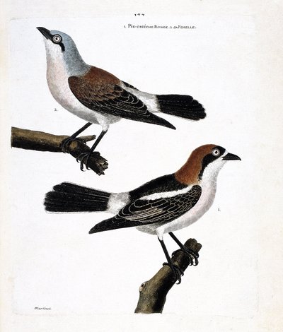 Zoologická mapa (ornitologie): Dole: zrzka grieche nebo grieche hlava zrzka (lanius senátor) a její samice (grieche ecorcheur nebo lanius collurio) na horní větvi od Francois Nicolas Martinet