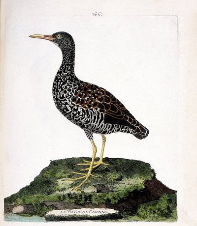 Zoologická mapa (ornitologie): Caienne
