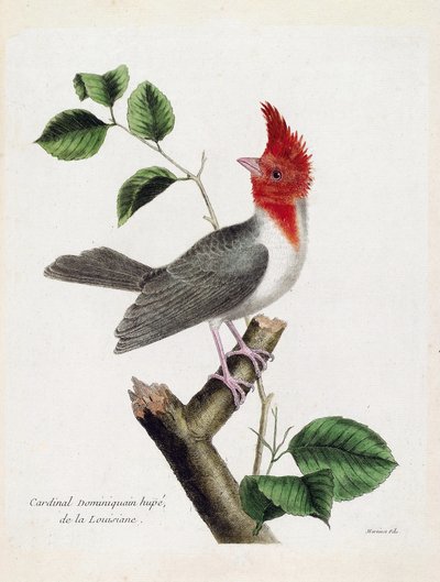 Zoologická mapa (ornitologie): Dominikánský kardinál Hupe (parare huppe nebo paroaria coronata) na větvi. Ilustrace v „Dějiny ptáků, malované v jejich vzhledu a citlivých aspektech“ od Francoise Nicolase Martineta (1731-1800). Soukromá sbírka od Francois Nicolas Martinet
