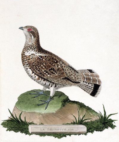 Zoologická mapa (ornitologie): Samice gelinotte (dřevěná gelinota nebo bonasia bonasia). Ilustrace v „Dějiny ptáků, malované v jejich vzhledu a citlivých aspektech“ od Francoise Nicolase Martineta (1731-1800). Soukromá sbírka. od Francois Nicolas Martinet