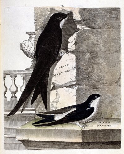 Zoologická mapa (ornitologie): Rorýs velký (Black Swift nebo apus apus) a Malý (Window Vlaštovka nebo Urbica Delichon). Ilustrace v „Dějiny ptáků, malované v jejich vzhledu a citlivých aspektech“ od Francoise Nicolase Martineta (1731-1800 od Francois Nicolas Martinet