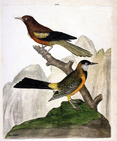 Zoologická mapa (ornitologie): Ilinois Blackbird (Baltimore oriole nebo icterius bonana) a Guiana Blackbird (Martinique oriole nebo icterius bonana) na větvi. Ilustrace v „Historie ptáků, malovaných v jejich vzhledu a citlivých aspektech“ od od Francois Nicolas Martinet