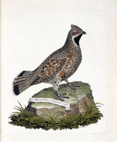 Zoologická mapa (ornitologie): Samec La gelinotte de France (gelinotte des bois nebo bonasia bonasia). Ilustrace v „Dějiny ptáků, malované v jejich vzhledu a citlivých aspektech“ od Francoise Nicolase Martineta (1731-1800). Soukromá sbírka. od Francois Nicolas Martinet