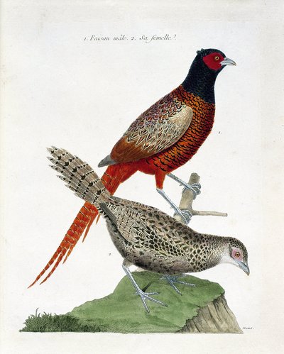Zoologická mapa (ornitologie): Samec bažanta a samice (bažant kolchidní nebo Phasianus colchicus). Ilustrace v „Dějiny ptáků, malované v jejich vzhledu a citlivých aspektech“ od Francoise Nicolase Martineta (1731-1800). Soukromá sbírka. od Francois Nicolas Martinet