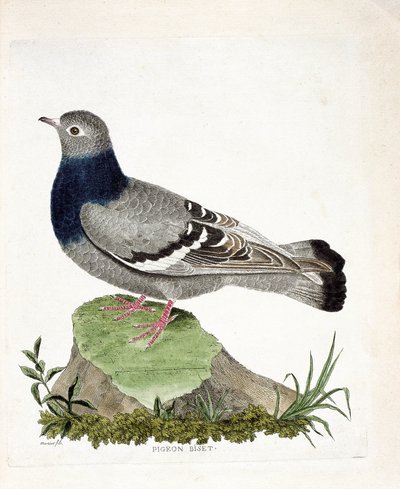 Zoologická mapa (ornitologie): Biset holub (Columbia livia). Ilustrace v „Dějiny ptáků, malované v jejich vzhledu a citlivých aspektech“ od Francoise Nicolase Martineta (1731-1800). Soukromá sbírka. od Francois Nicolas Martinet