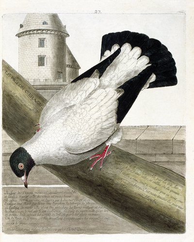 Zoologická mapa (ornitologie): Holub bitevní (columba livia). Ilustrace v „Dějiny ptáků, malované v jejich vzhledu a citlivých aspektech“ od Francoise Nicolase Martineta (1731-1800). Soukromá sbírka. od Francois Nicolas Martinet