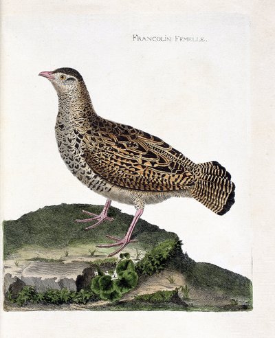 Zoologická mapa (ornitologie): Samice frankolínka (francolin noir nebo francolinus francolinus). Ilustrace v „Dějiny ptáků, malované v jejich vzhledu a citlivých aspektech“ od Francoise Nicolase Martineta (1731-1800). Soukromá sbírka. od Francois Nicolas Martinet