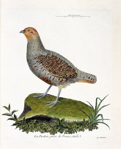 Zoologická mapa (ornitologie): Koroptev šedá francouzská, samec (koroptev šedá nebo koroptev). Ilustrace v „Dějiny ptáků, malované v jejich vzhledu a citlivých aspektech“ od Francoise Nicolase Martineta (1731-1800). Soukromá sbírka. od Francois Nicolas Martinet
