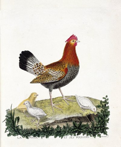 Zoologická mapa (ornitologie): Slepice a její kuřata (slepice domácí nebo gallus gallus). Ilustrace v „Dějiny ptáků, malované v jejich vzhledu a citlivých aspektech“ od Francoise Nicolase Martineta (1731-1800). Soukromá sbírka. od Francois Nicolas Martinet
