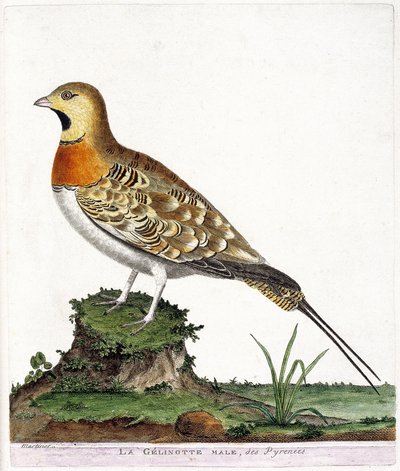 Zoologická mapa (ornitologie): Samec gelinot z Pyrenejí (Ganga cata nebo pterocles alchata). Ilustrace v „Dějiny ptáků, malované v jejich vzhledu a citlivých aspektech“ od Francoise Nicolase Martineta (1731-1800). Soukromá sbírka. od Francois Nicolas Martinet