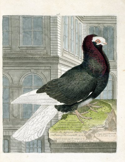 Zoologická mapa (ornitologie): Holub nonan nebo capuchone (zakrslý holub nebo columba livia). Ilustrace v „Dějiny ptáků, malované v jejich vzhledu a citlivých aspektech“ od Francoise Nicolase Martineta (1731-1800). Soukromá sbírka. od Francois Nicolas Martinet