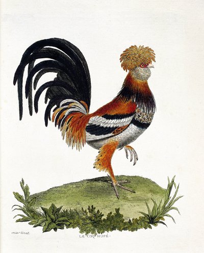 Zoologická mapa (ornitologie): Kohout (kohout domácí nebo gallus gallus). Ilustrace v „Dějiny ptáků, malované v jejich vzhledu a citlivých aspektech“ od Francoise Nicolase Martineta (1731-1800). Soukromá sbírka. od Francois Nicolas Martinet