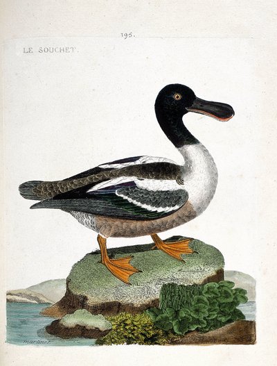 Zoologická mapa (ornitologie): Kmen (kachní kmen nebo anas clypeata). Ilustrace v „Dějiny ptáků, malované v jejich vzhledu a citlivých aspektech“ od Francoise Nicolase Martineta (1731-1800). Soukromá sbírka. od Francois Nicolas Martinet