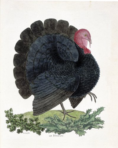 Zoologická mapa (ornitologie): Turecko (krocan domácí nebo Melaeagris gallopavo). Ilustrace v „Dějiny ptáků, malované v jejich vzhledu a citlivých aspektech“ od Francoise Nicolase Martineta (1731-1800) (rytina) od Francois Nicolas Martinet
