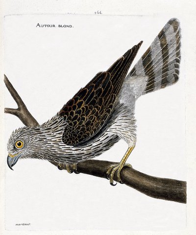 Zoologická mapa (ornitologie): kolem plavé (kolem jestřábů nebo accipiter gentilis) na větvi. Ilustrace v „Dějiny ptáků, malované v jejich vzhledu a citlivých aspektech“ od Francoise Nicolase Martineta (1731-1800). Soukromá sbírka. od Francois Nicolas Martinet