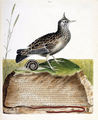 Zoologická mapa (ornitologie): cochevis (cochevis huppe nebo Galerida cristata). Ilustrace v „Dějiny ptáků, malované v jejich vzhledu a citlivých aspektech“ od Francoise Nicolase Martineta (1731-1800). Soukromá sbírka. od Francois Nicolas Martinet
