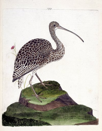 Zoologická mapa (ornitologie): kadeřavka (jasan kadeřavý nebo numenius arquata). Ilustrace v „Dějiny ptáků, malované v jejich vzhledu a citlivých aspektech“ od Francoise Nicolase Martineta (1731-1800). Soukromá sbírka. od Francois Nicolas Martinet
