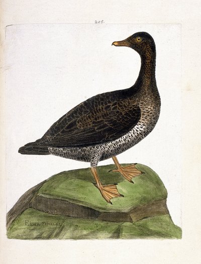 Zoologická mapa (ornitologie): samice kajky mořské (kajka chmýří nebo somateria mollissima). Ilustrace v „Dějiny ptáků, malované v jejich vzhledu a citlivých aspektech“ od Francoise Nicolase Martineta (1731-1800). Soukromá sbírka. od Francois Nicolas Martinet