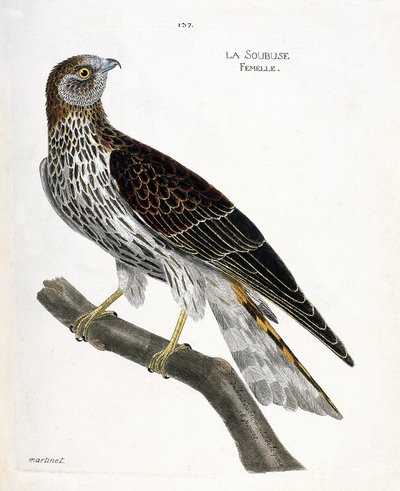 Zoologická mapa (ornitologie): samice soubuse (busard saint martin nebo circus cyaneus) na větvi. Ilustrace v „Dějiny ptáků, malované v jejich vzhledu a citlivých aspektech“ od Francoise Nicolase Martineta (1731-1800). Soukromá sbírka. od Francois Nicolas Martinet